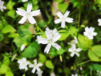 Close-up of white flowers blooming outdoors