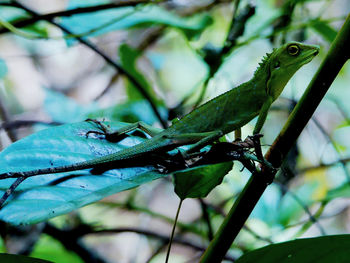 Close-up of insect on leaf