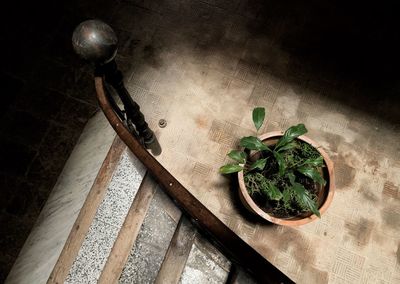 High angle view of vegetables on table