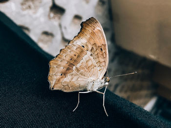 A butterfly arrives on the leg