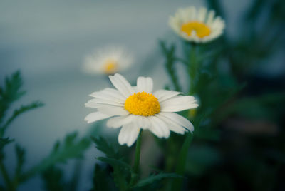 Close-up of yellow cosmos flowers blooming outdoors