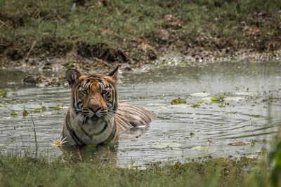 Tiger in shallow water