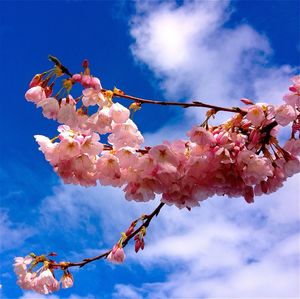 Low angle view of cherry blossom tree