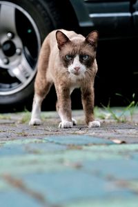 Photo of a cat being ready to snatch food from another cat on the road in front of the house