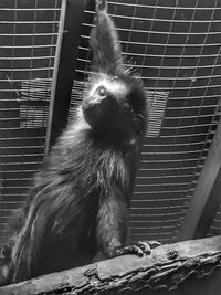 Low angle view of monkey in cage