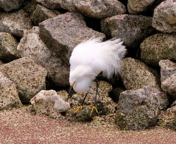 Close-up of bird on rock