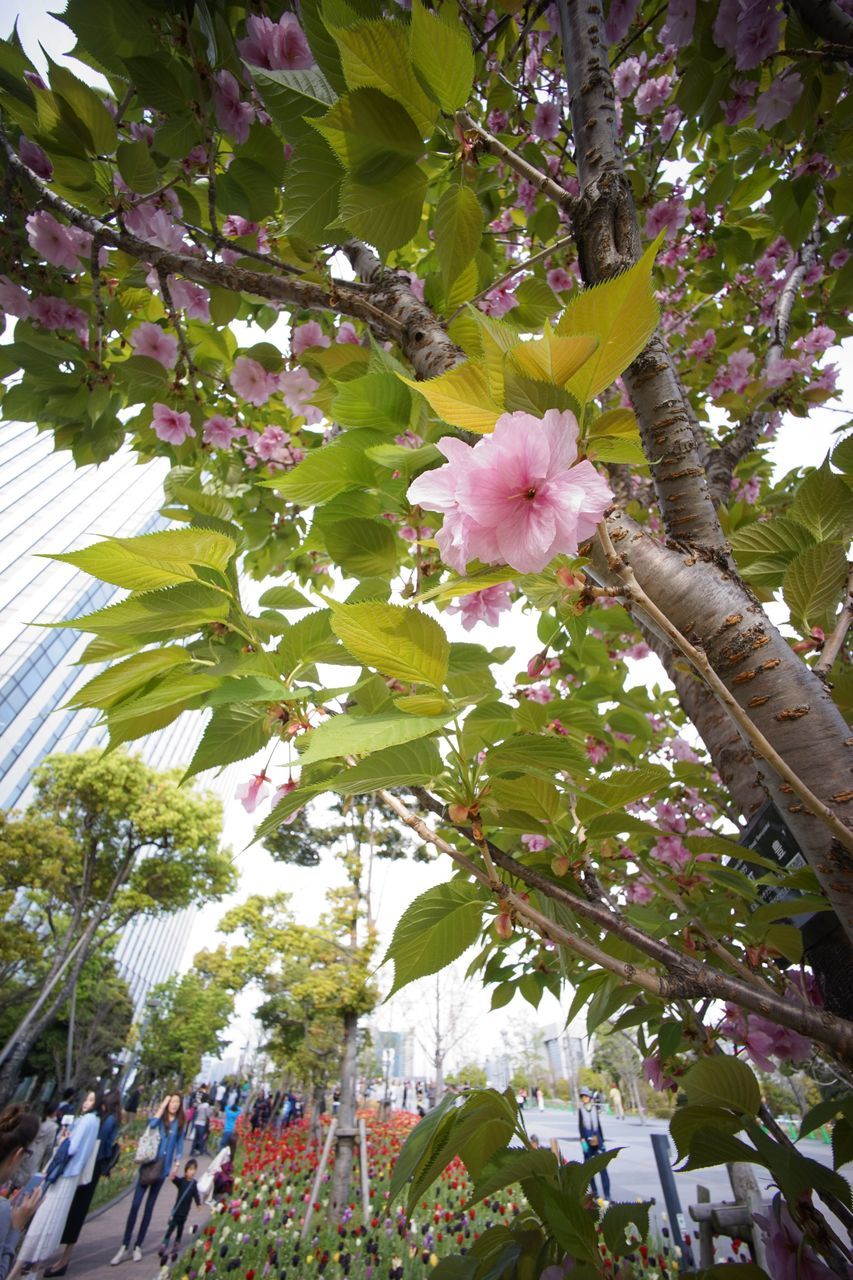 tree, flower, low angle view, growth, branch, freshness, nature, beauty in nature, leaf, fragility, blossom, day, sunlight, pink color, outdoors, in bloom, blooming, tree trunk, building exterior, no people