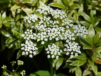 Close-up of white flowering plant