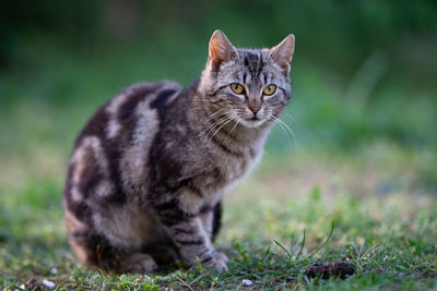 Portrait of a cat on field