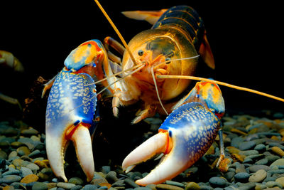 Close-up of crab in sea