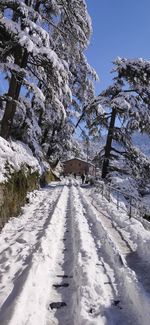 Snow covered plants by building against sky