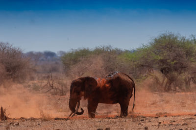 An elephant dusting its body