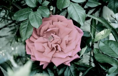 Close-up of pink flower blooming outdoors