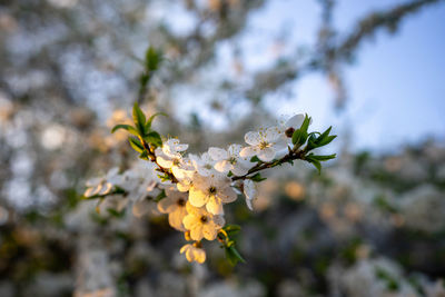 Close-up of white cherry blossom
