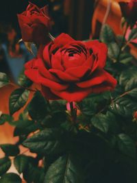 Close-up of red rose blooming outdoors