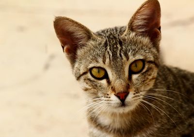 Close-up portrait of a cat