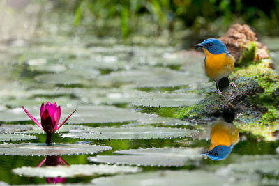 Bird perching on a flower