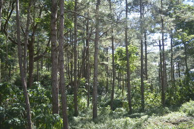 Trees growing in forest