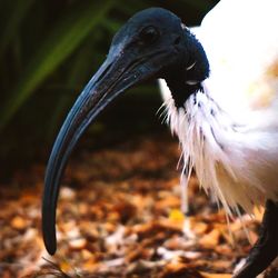 Close-up of a bird on a land