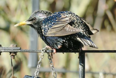 Close-up of bird perching outdoors