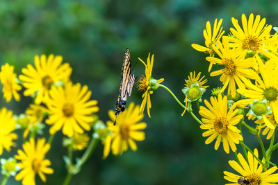 Close-up of insect on yellow flower