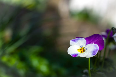 Close-up of purple flowering plant