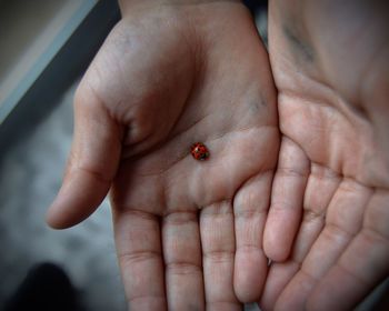 Close-up of hands holding ladybug