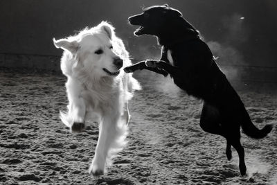 Dogs playing on land