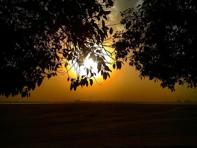 sunset, tree, tranquility, tranquil scene, orange color, scenics, beauty in nature, nature, silhouette, sun, landscape, idyllic, sunlight, sky, road, no people, growth, the way forward, outdoors, field