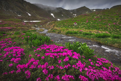 Purple flowering plants by land against sky