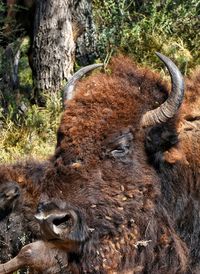 Close-up of american bison on field