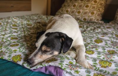Close-up of a dog resting on bed at home