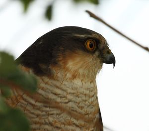 Close-up of owl