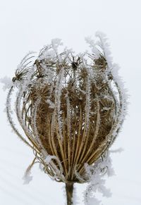 Close-up of snow against clear sky