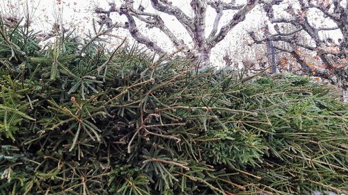 Close-up of tree branches