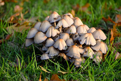 Close-up of mushrooms growing on field