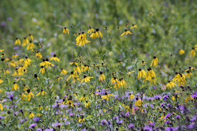 View of yellow flowers on field