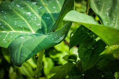 Close-up of raindrops on leaves