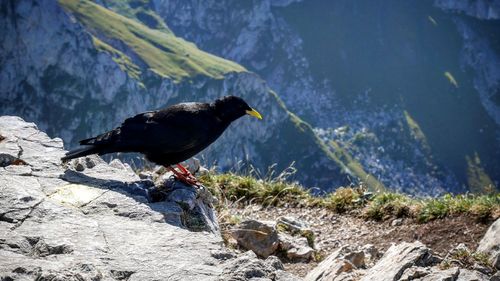 Bird perching on rock