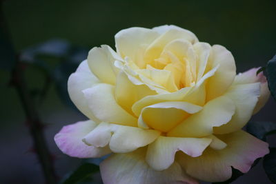 Close-up of rose blooming