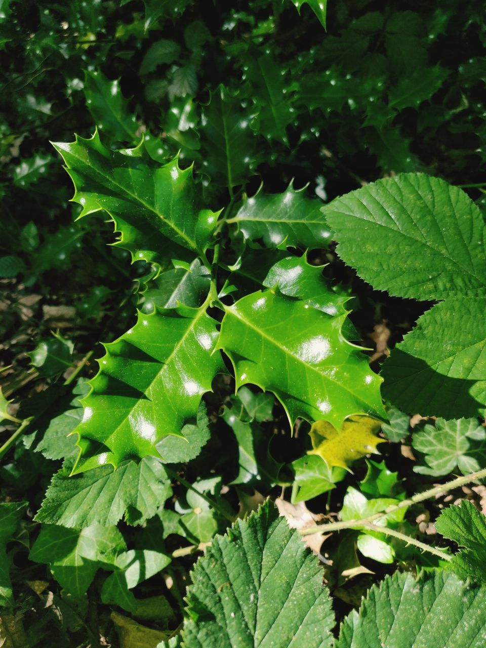 CLOSE-UP OF LEAVES