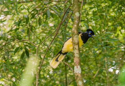 Bird perching on a tree