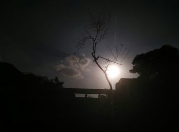 Silhouette of trees at sunset