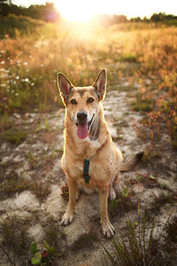 Portrait of dog on field