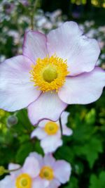 Close-up of yellow flower blooming outdoors