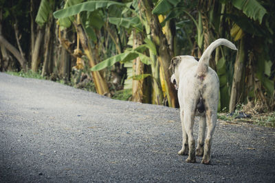 View of sheep on road