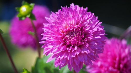 Close-up of pink flower