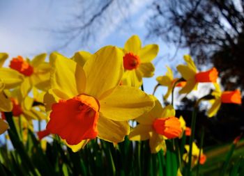 Close-up of yellow flower blooming against sky