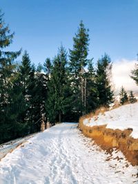 Pine trees on snow covered land against sky