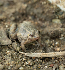 Close-up of frog on rock